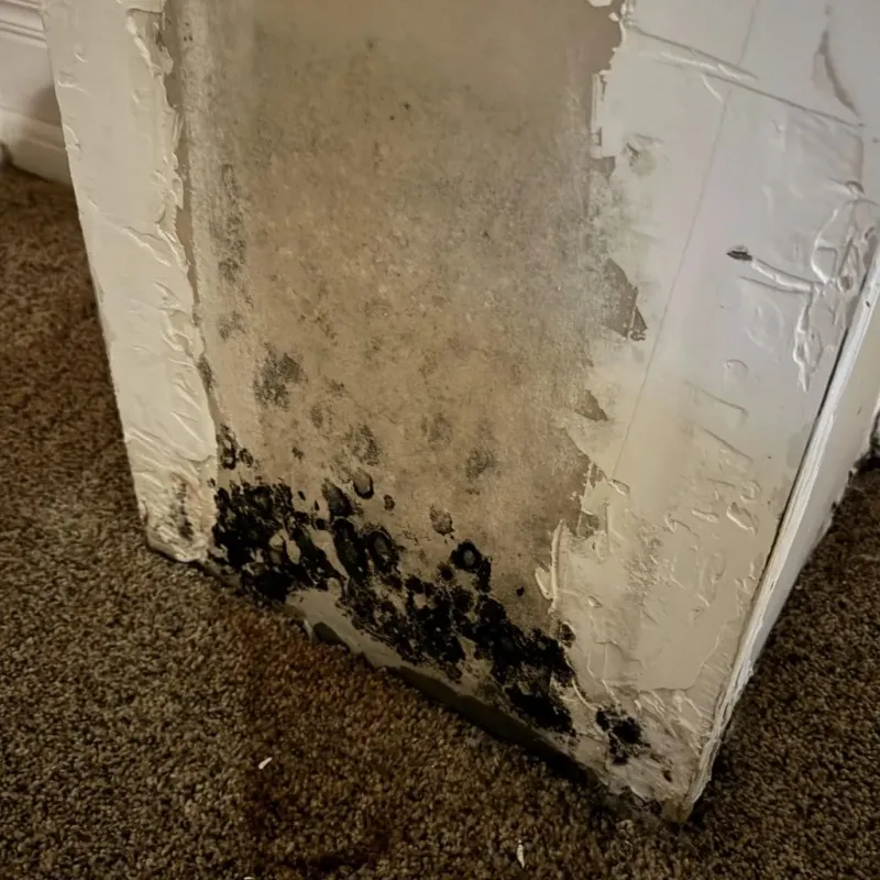 Professional Mold Removal in Mount Olympus, UT